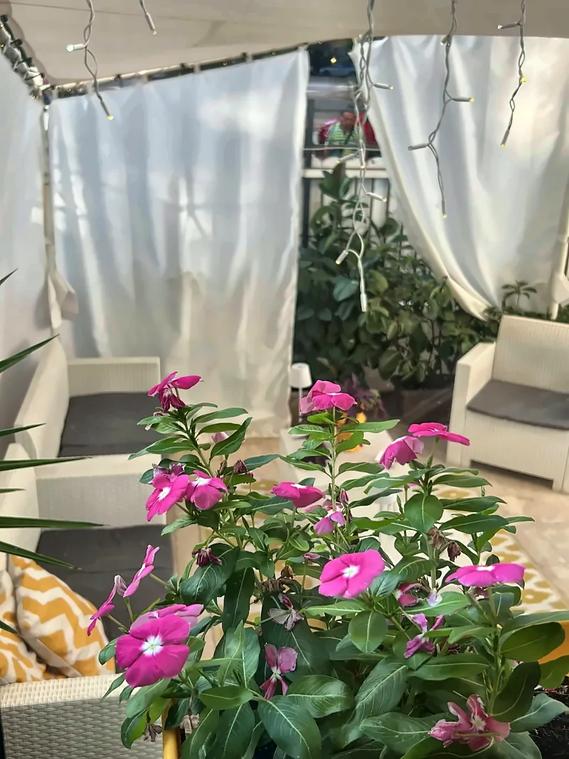 Fiori rosa in primo piano e, dietro, i divanetti del salottino all'aperto