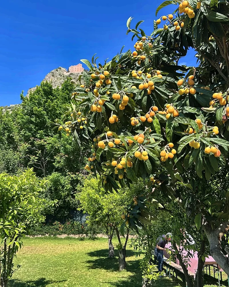 Un albero di nespole carico di frutti, con il castello sullo sfondo